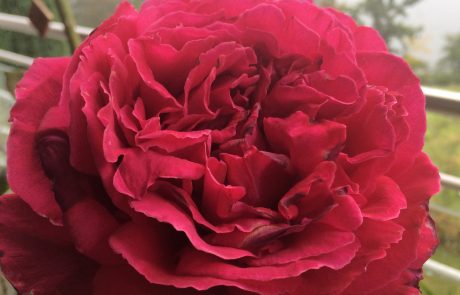 rose meggen